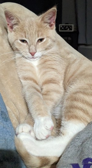 Photo of Cinnamon