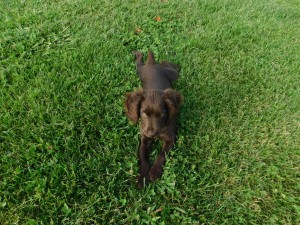 Photo of Hemi