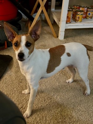 Photo of Rusty