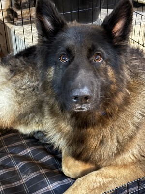 Photo of Bear