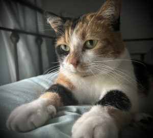 Photo of Pumpkin