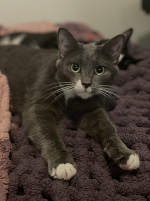 Photo of Rue