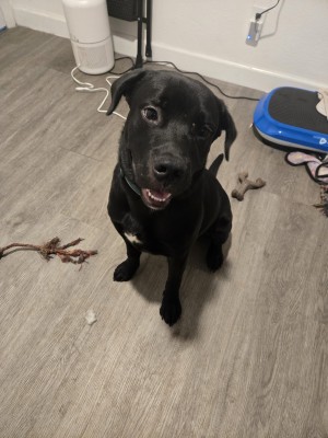 Photo of Cooper