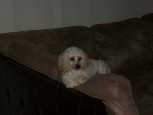 Photo of Bella
