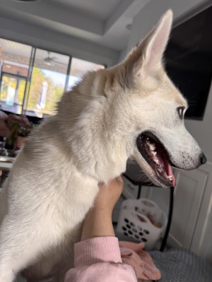 Photo of Ghost