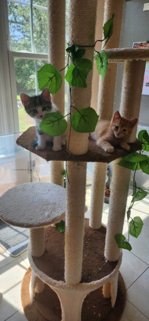 Photo of Calico And Ginger