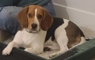 Photo of Juno