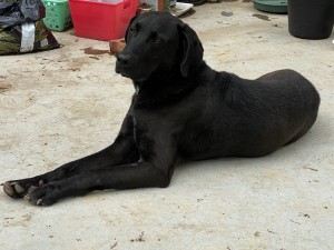Photo of Bambi    (Bhambi)