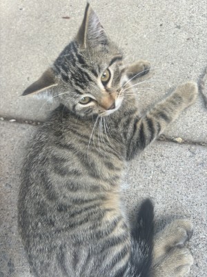 Photo of Junior