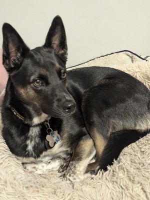 Photo of Anubis