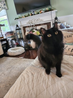 Photo of Raven