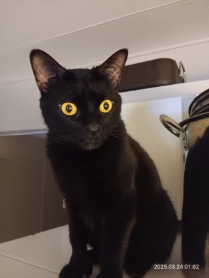 Photo of Ligeia - Pookie