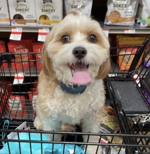 Photo of Bentley