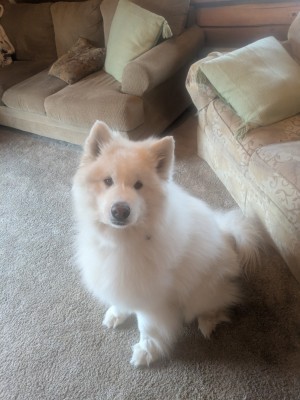 Photo of Loki