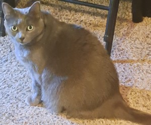 Photo of Luna