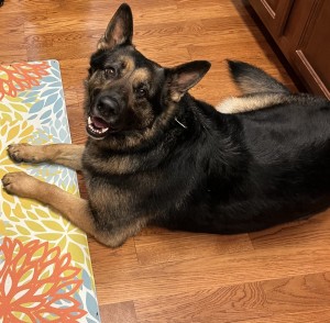 Photo of Hank