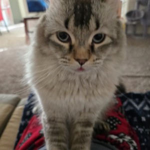 Photo of Dusty