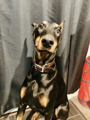 Photo of Bella