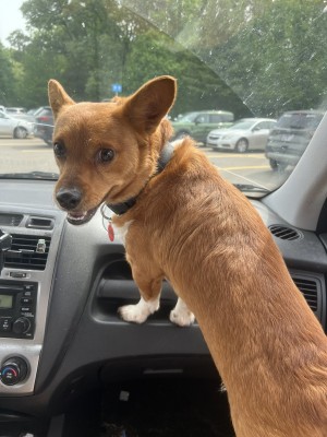 Photo of Chowder