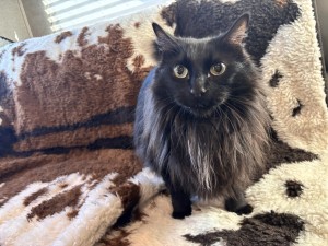Photo of Sash