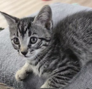 Photo of Nowiskies (temp. Name)