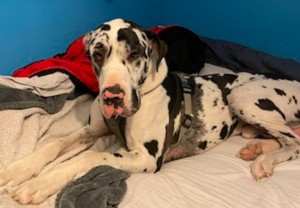 Photo of Remi