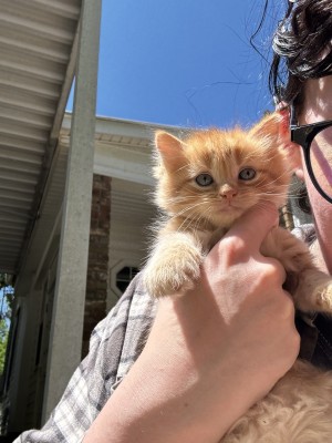 Photo of Baby Orange