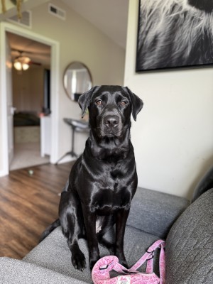 Photo of Phoenix