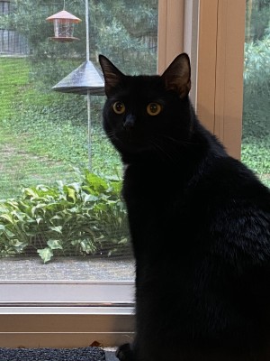Photo of Bagheera