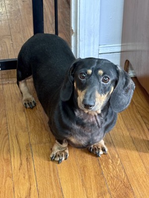 Photo of Cooper