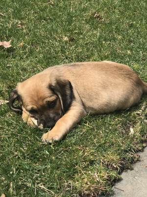 Photo of Duke