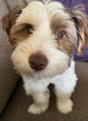 Photo of Oliver Colin (Ollie)