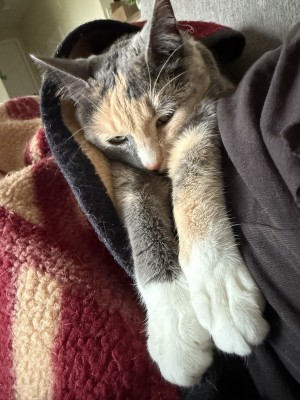 Photo of Athena