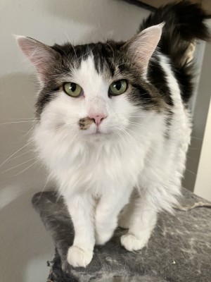 Photo of Olive
