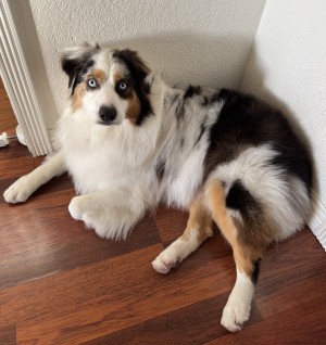 Photo of Hopper