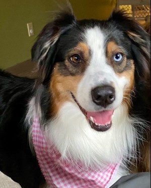 Photo of Honey