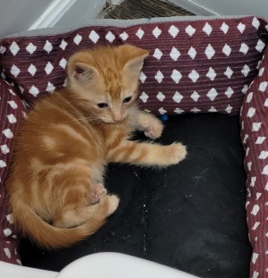 Photo of Murphy