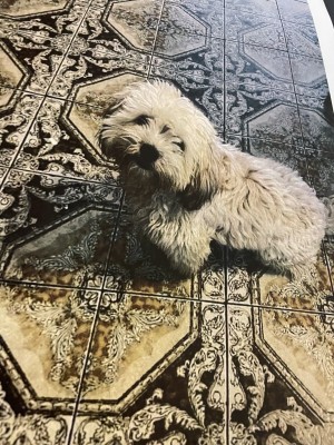 Photo of Winston
