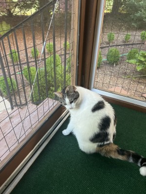 Photo of Gracie/ Grace