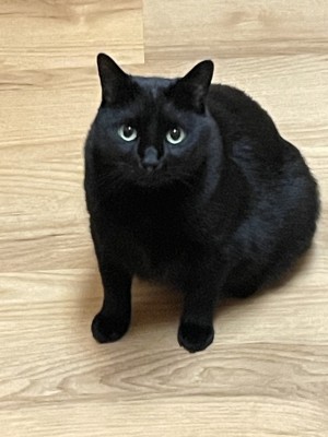 Photo of Luna