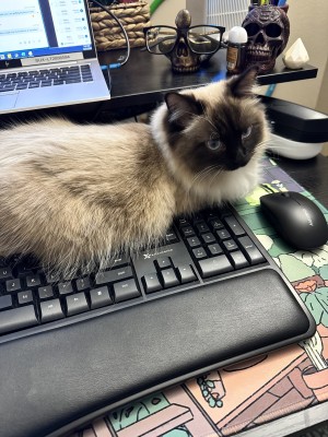Photo of Willow