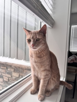 Photo of Sultan
