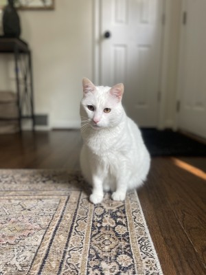 Photo of Romeo