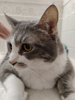 Photo of Smudge