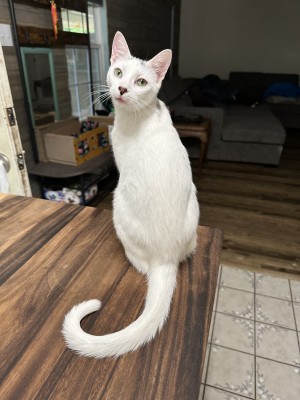 Photo of Nimbus