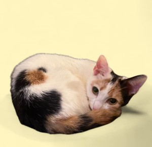Photo of Chia