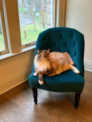 Photo of Paisley