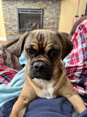 Photo of Bruno
