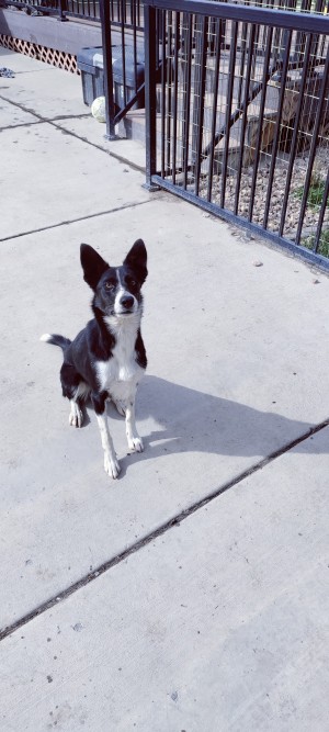Photo of Koda