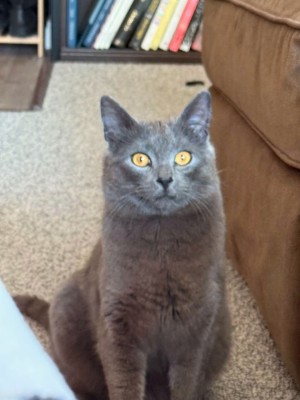 Photo of Momo